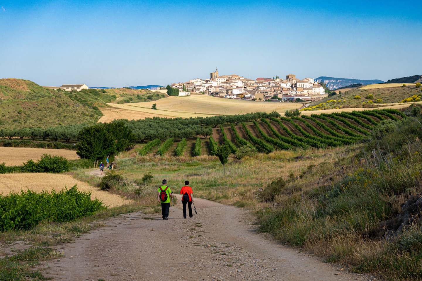 A dirt path winds through a lush, green vineyard landscape, leading towards a picturesque town nestled on a hillside in the distance, under a clear blue sky.