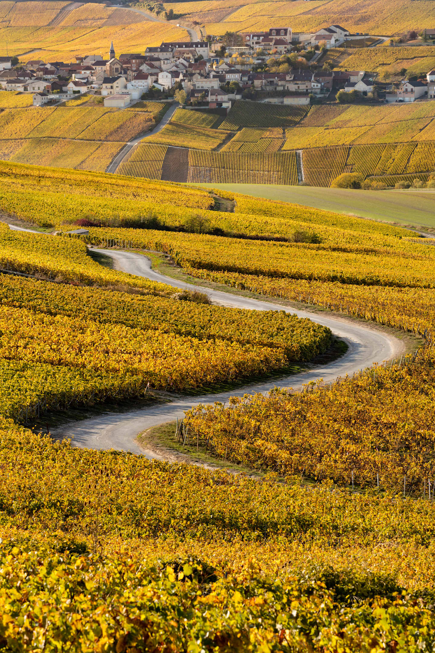 A winding road cuts through a vast expanse of vibrant yellow vineyards, leading towards a quaint town nestled in the rolling hills under a dramatic sky.
