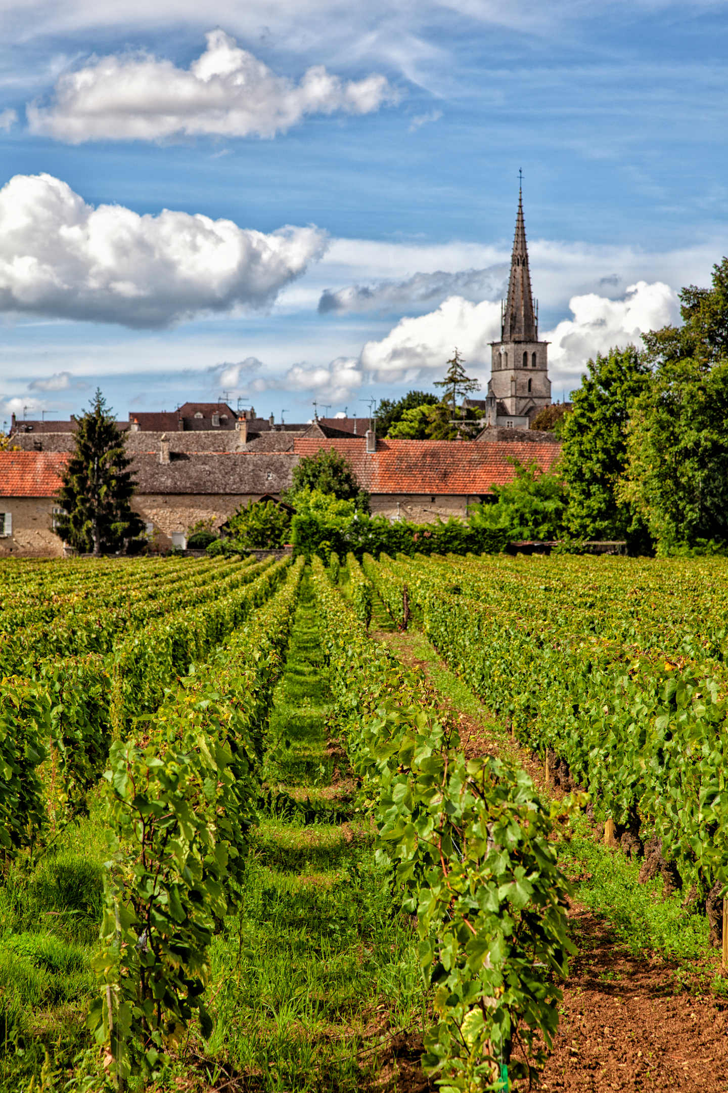 A lush green vineyard stretches out in the foreground, leading the eye towards a historic town with a towering church steeple in the background, set against a picturesque cloudy sky.