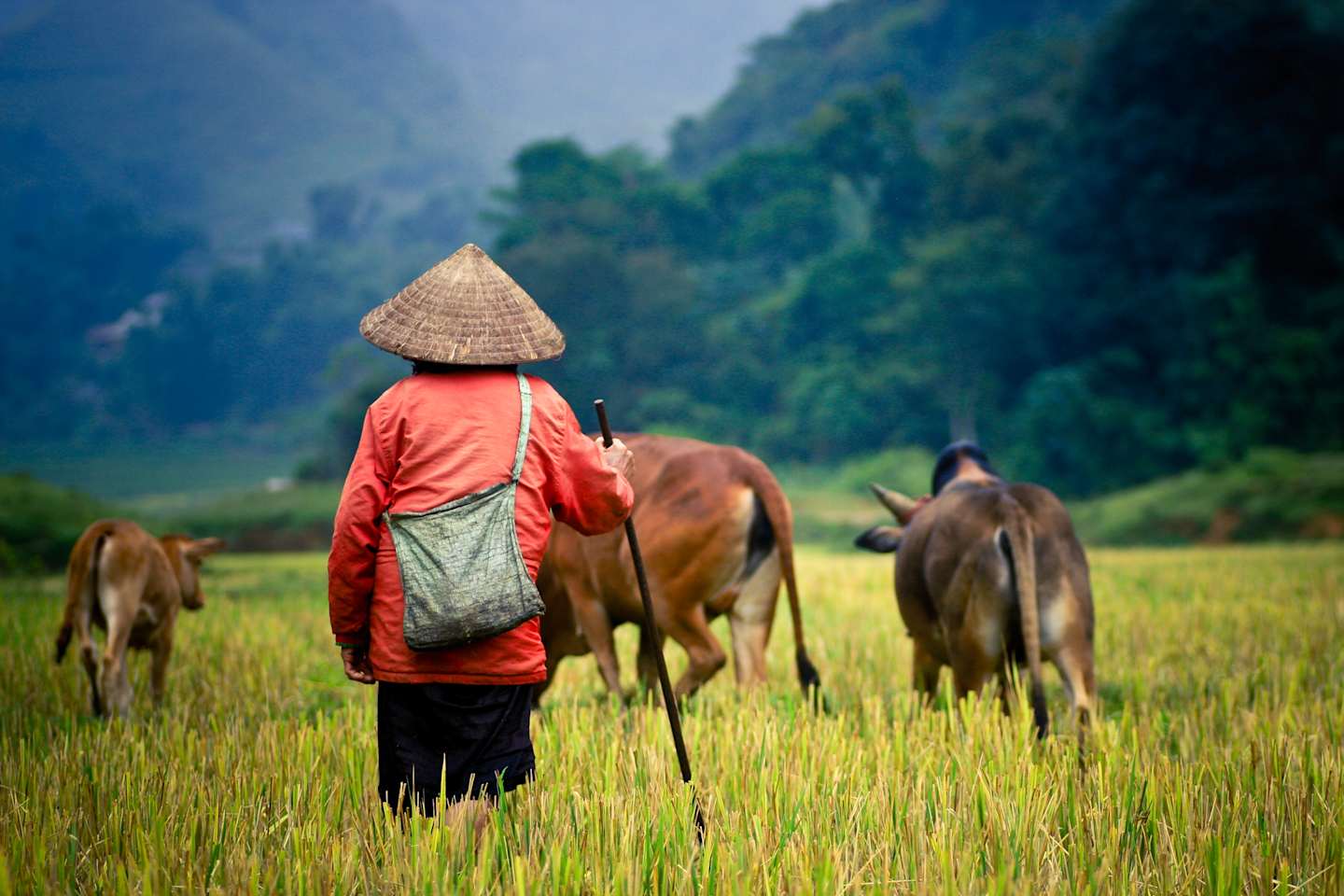 A person wearing a traditional conical hat stands in a grassy field, surrounded by several horses grazing in the background, with lush green hills and trees visible in the distance.
