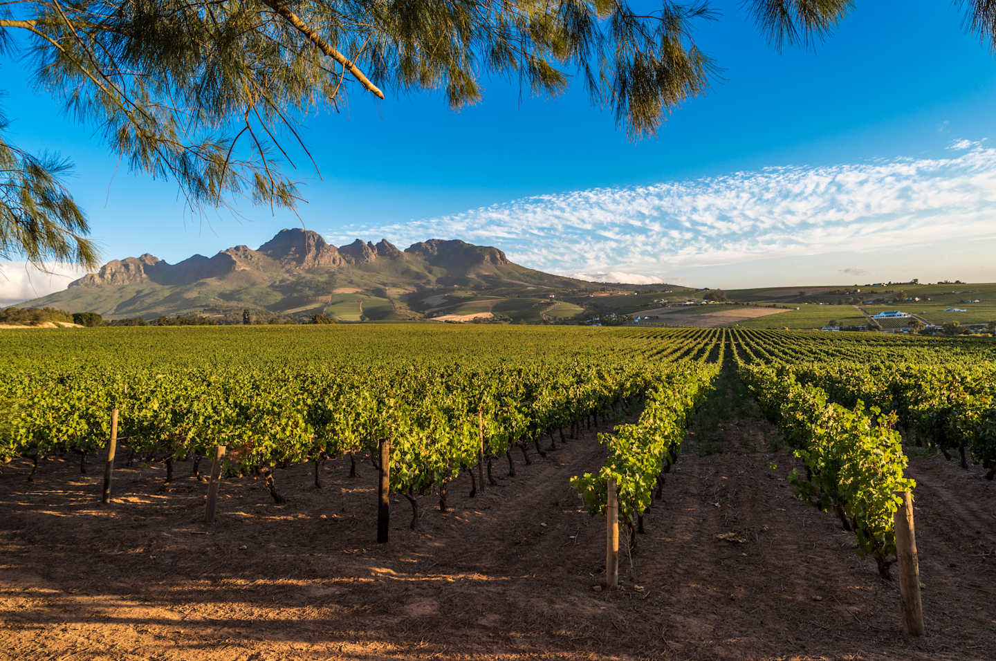 A lush, green vineyard stretches out in the foreground, with towering mountains rising in the distance against a clear, blue sky.