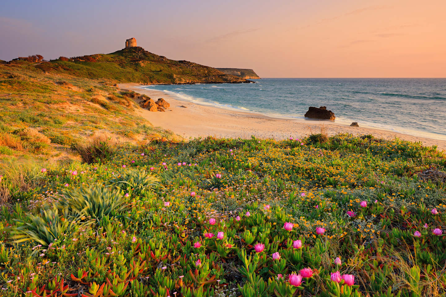 A picturesque coastal landscape with a sandy beach, vibrant wildflowers in the foreground, and a rocky promontory in the background against a warm, golden sunset sky.
