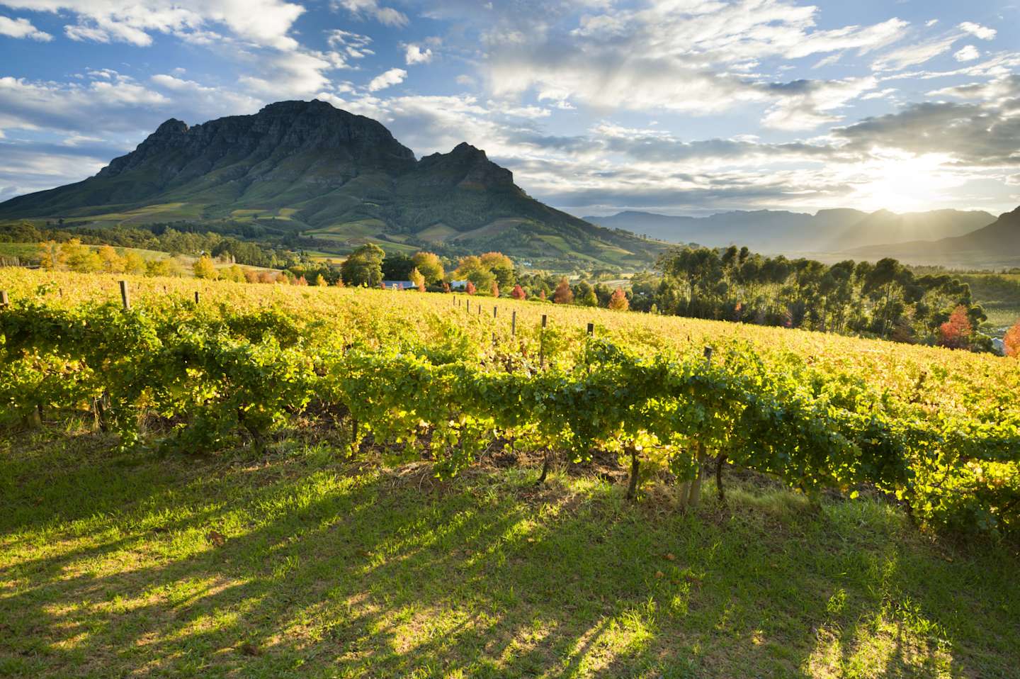 A picturesque landscape with a lush vineyard in the foreground, framed by a majestic mountain range and a dramatic sky with fluffy clouds at sunset.