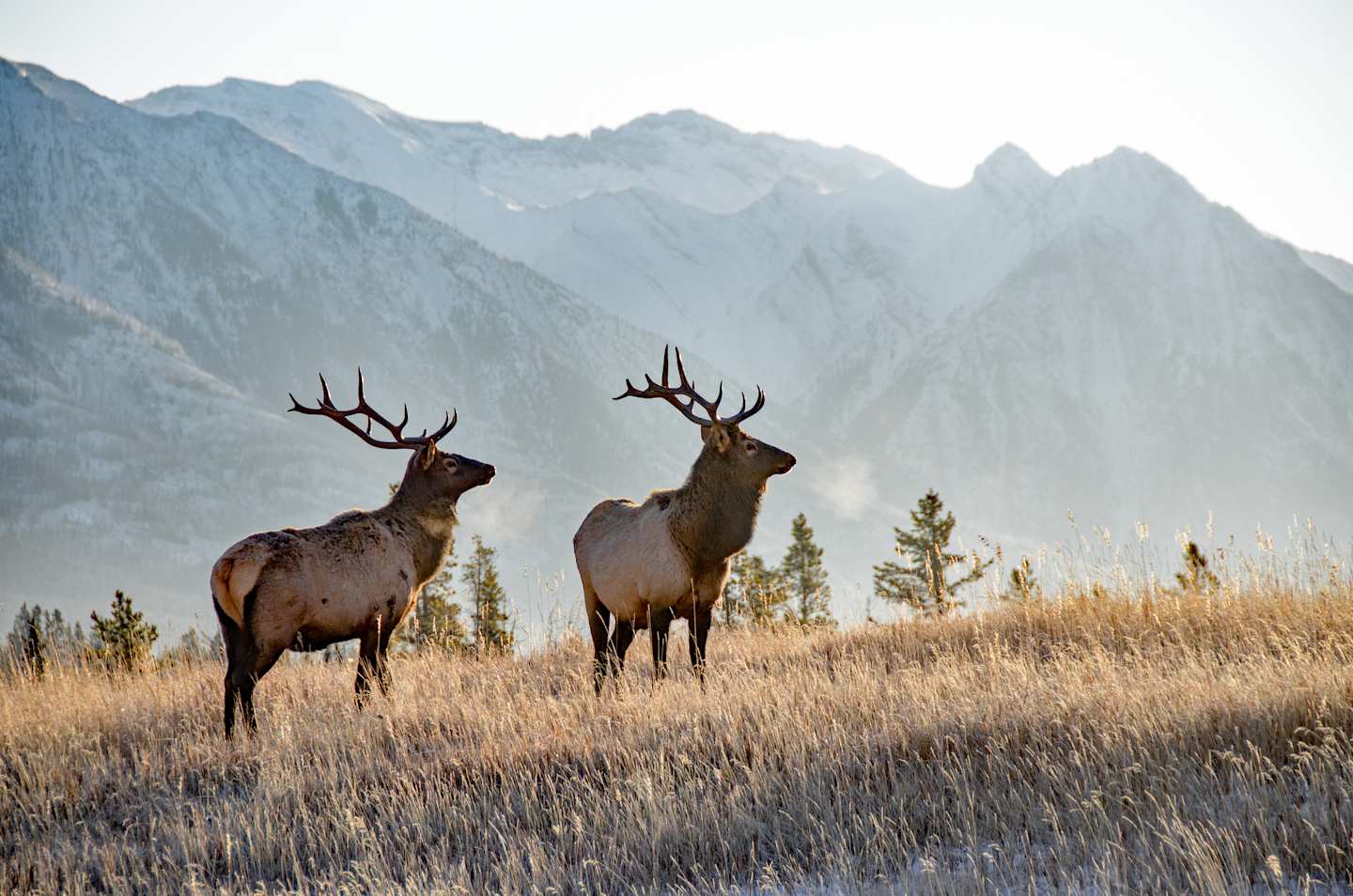Two majestic elk stand in a grassy field, with towering snow-capped mountains rising in the background.