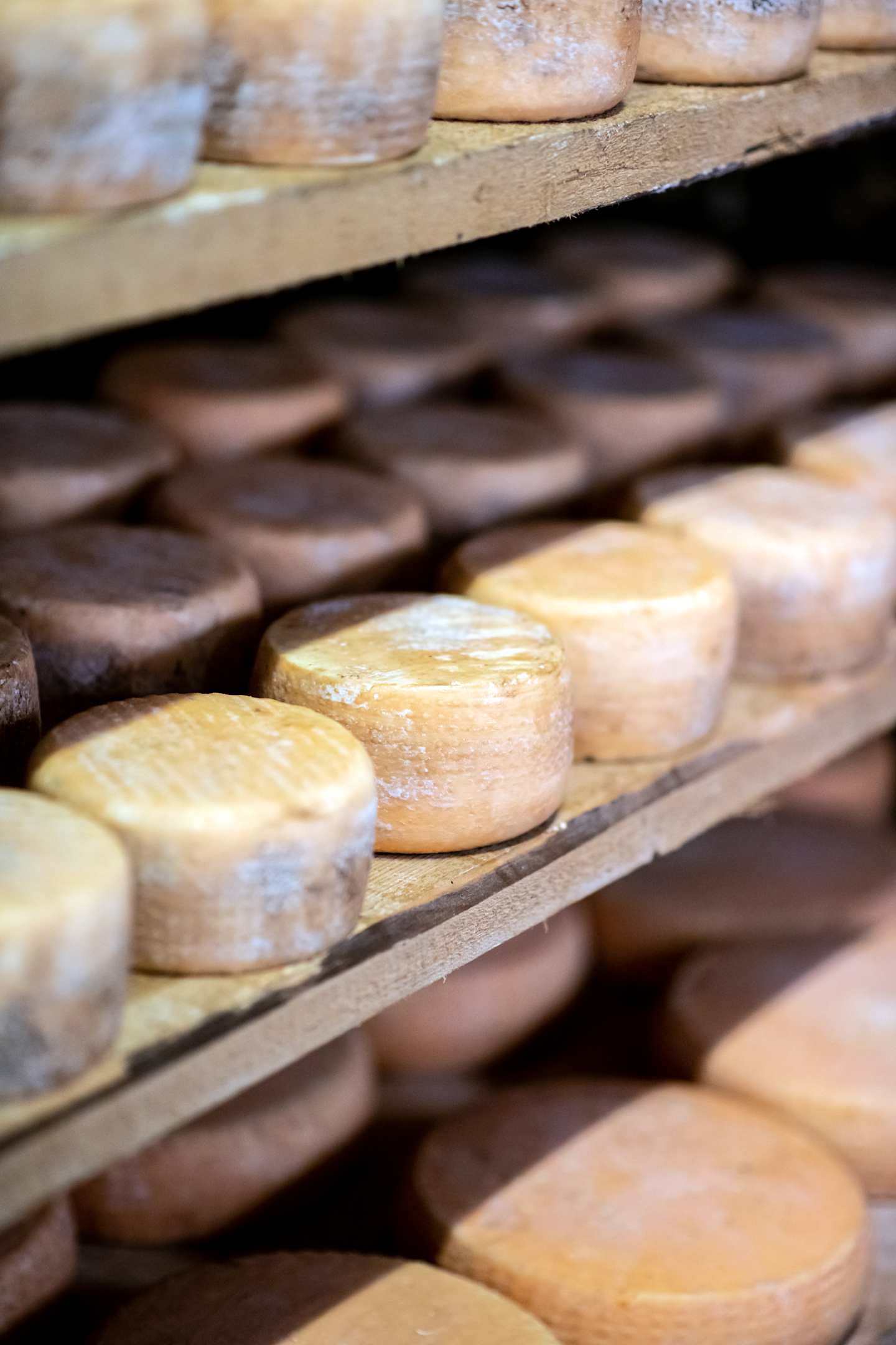 Rows of various cheese wheels sit on wooden shelves, with some appearing golden-brown and others a pale yellow color.
