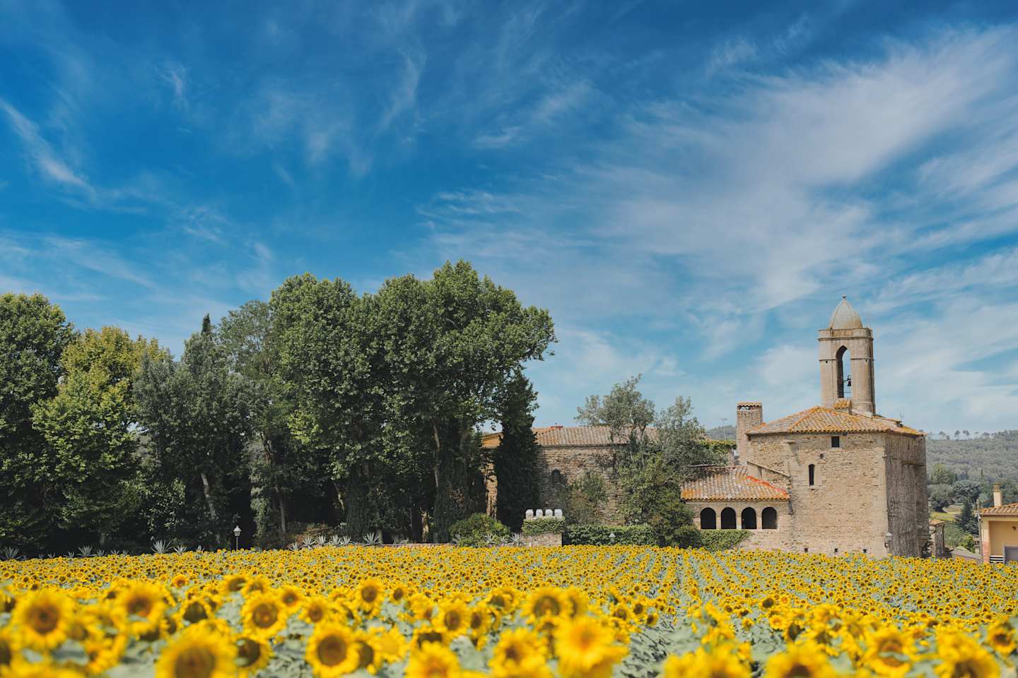 A field of vibrant yellow sunflowers in the foreground, with a historic building and lush green trees in the background against a blue sky with wispy clouds.