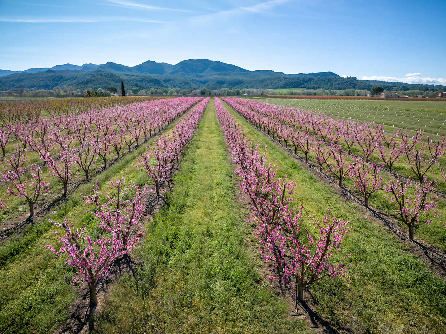 A vast field of blooming pink peach trees stretches out towards a backdrop of majestic mountains under a clear blue sky.