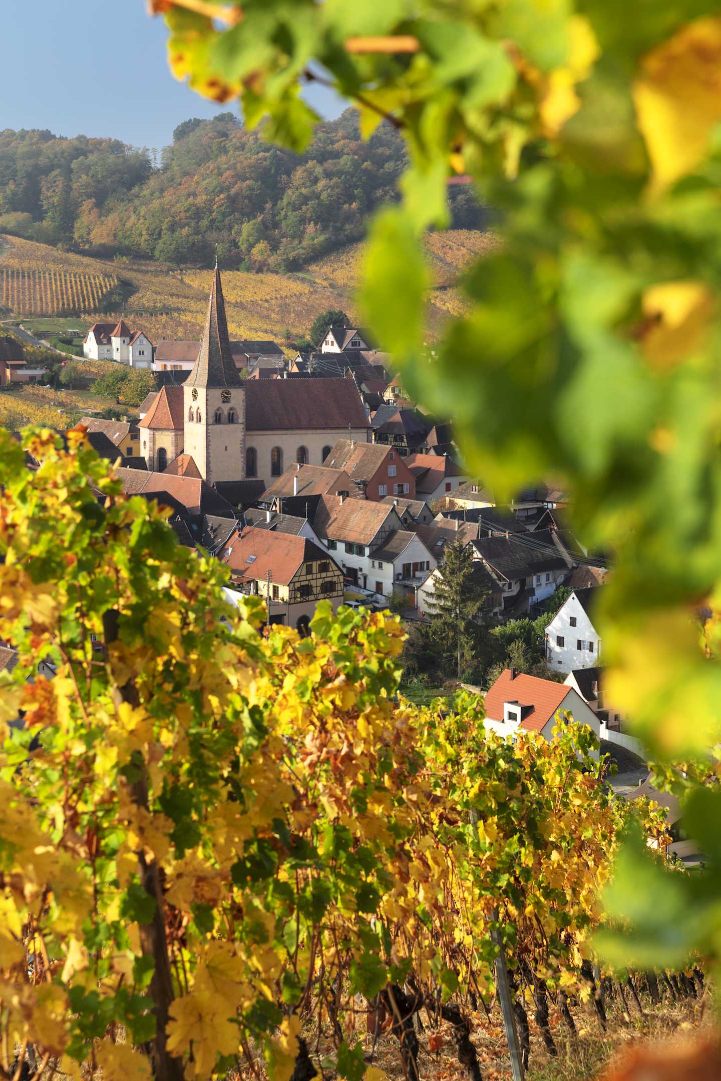 A picturesque village nestled among rolling hills and vineyards, with a church steeple rising above the colorful autumn foliage in the foreground.