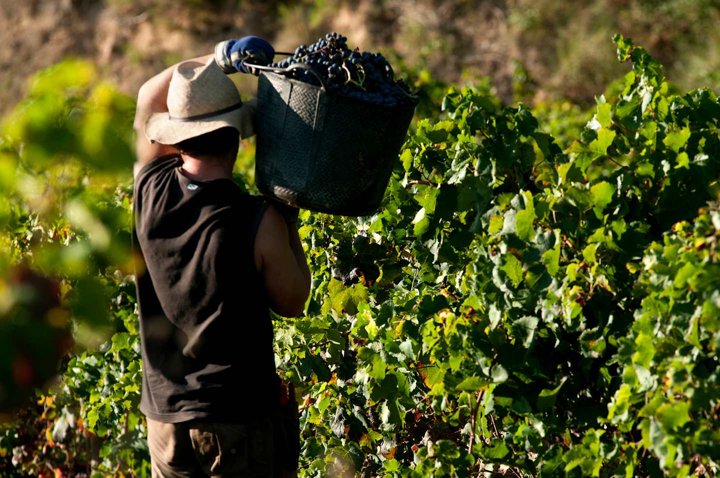 A person in dark clothing is carrying a large basket filled with freshly harvested grapes amidst a lush, green vineyard.