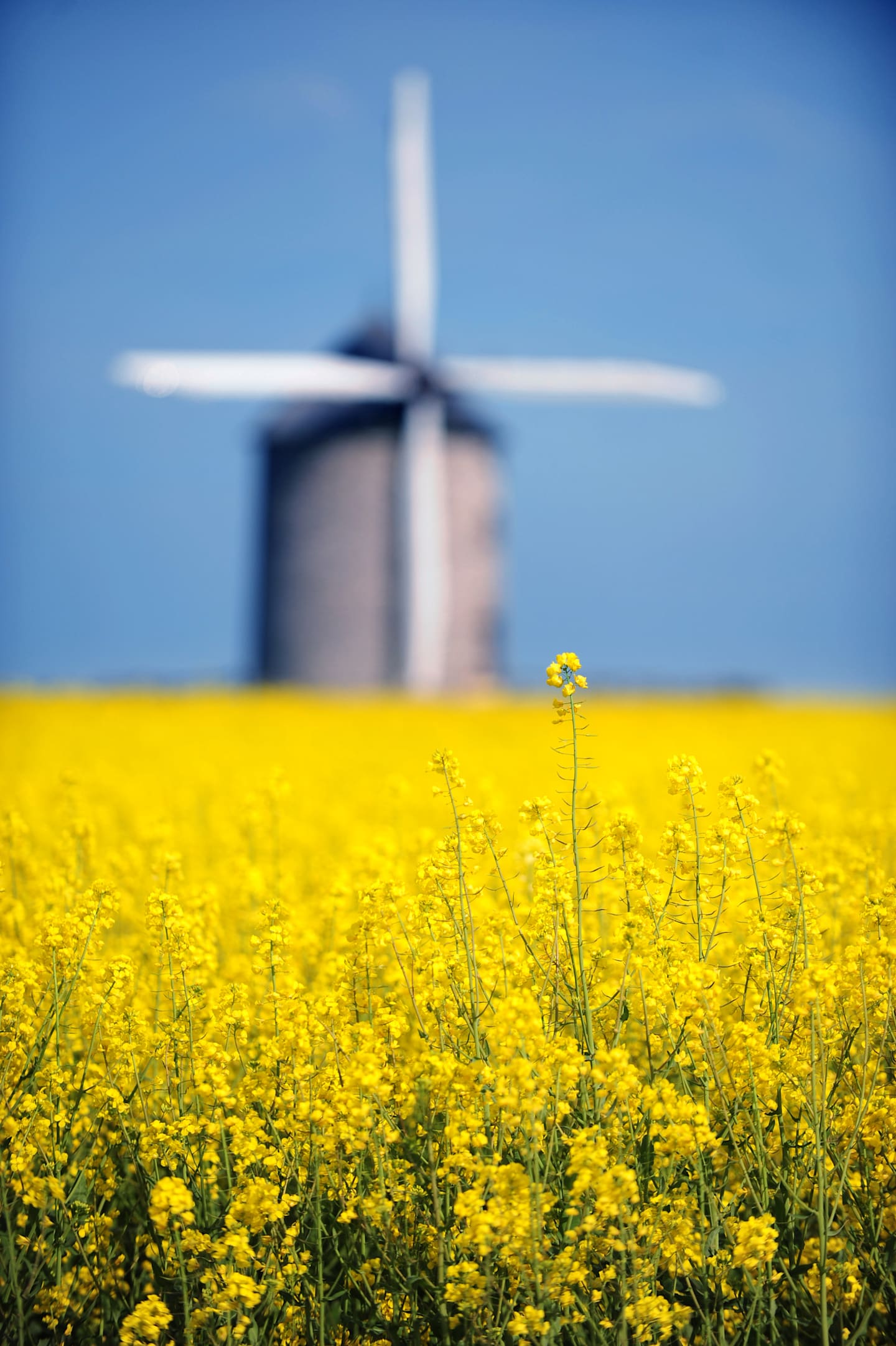 A field of vibrant yellow rapeseed flowers in the foreground, with a blurred wind turbine in the background against a clear blue sky.