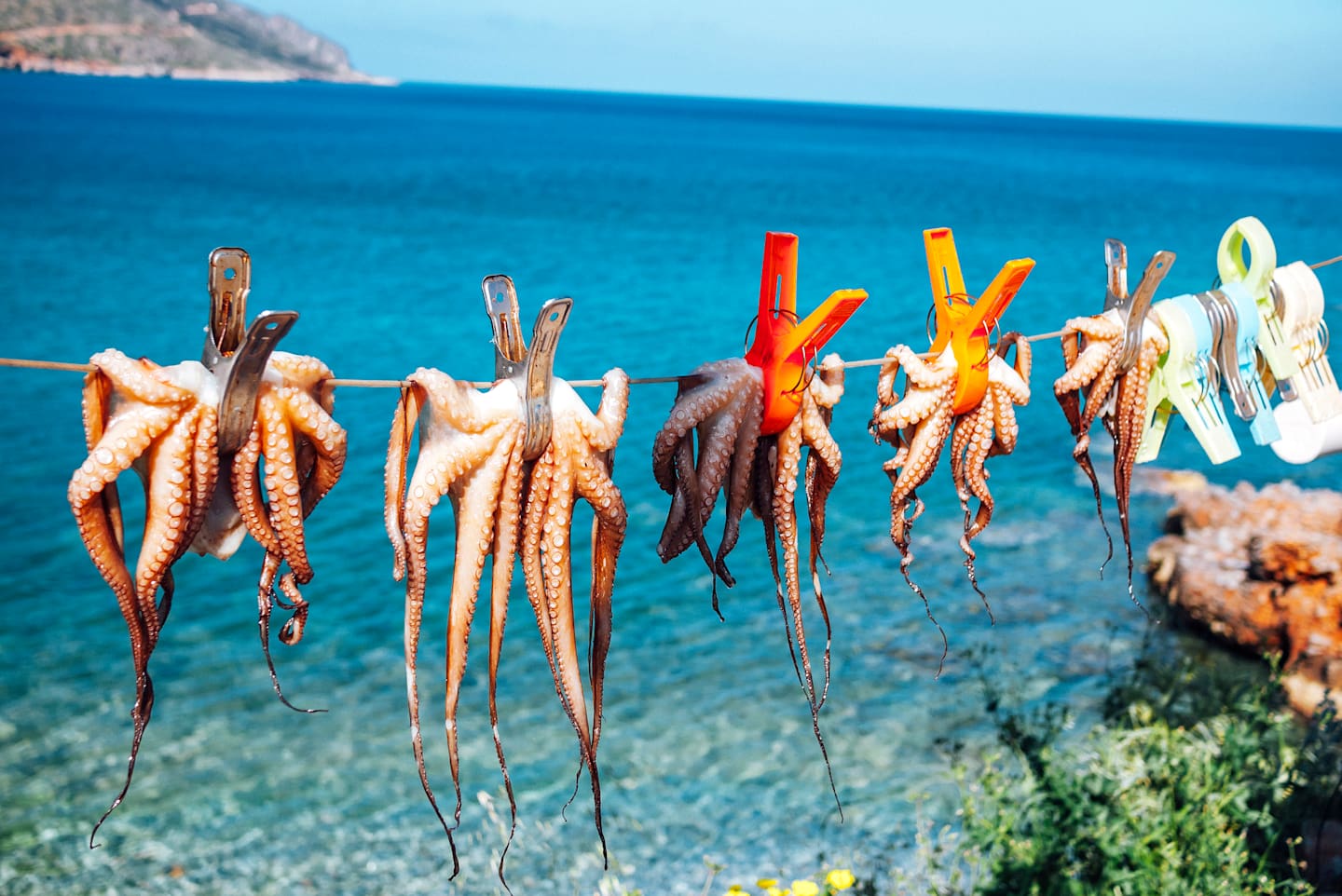 Vibrant octopus tentacles hang against a backdrop of a serene, turquoise sea and lush, green foliage.