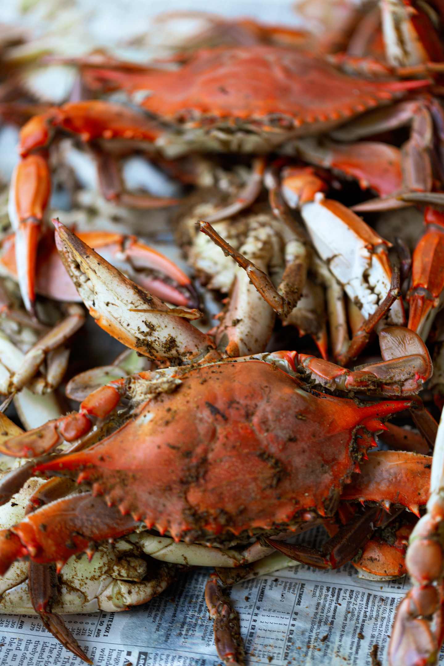 A close-up view of several cooked crabs arranged on a wooden surface, with their bright orange shells and legs prominently displayed.