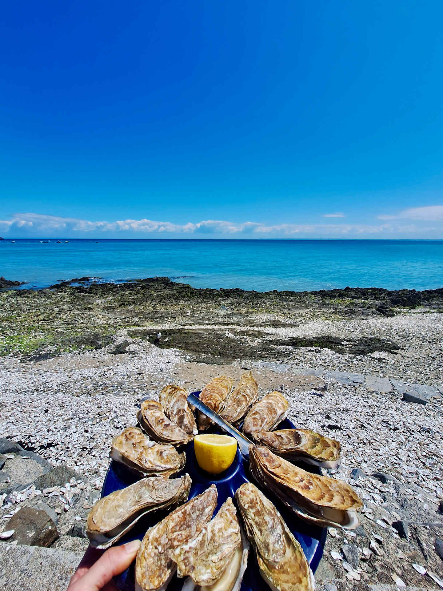 A plate of freshly shucked oysters sits on a rocky beach, with the vibrant blue ocean and clear sky visible in the background.
