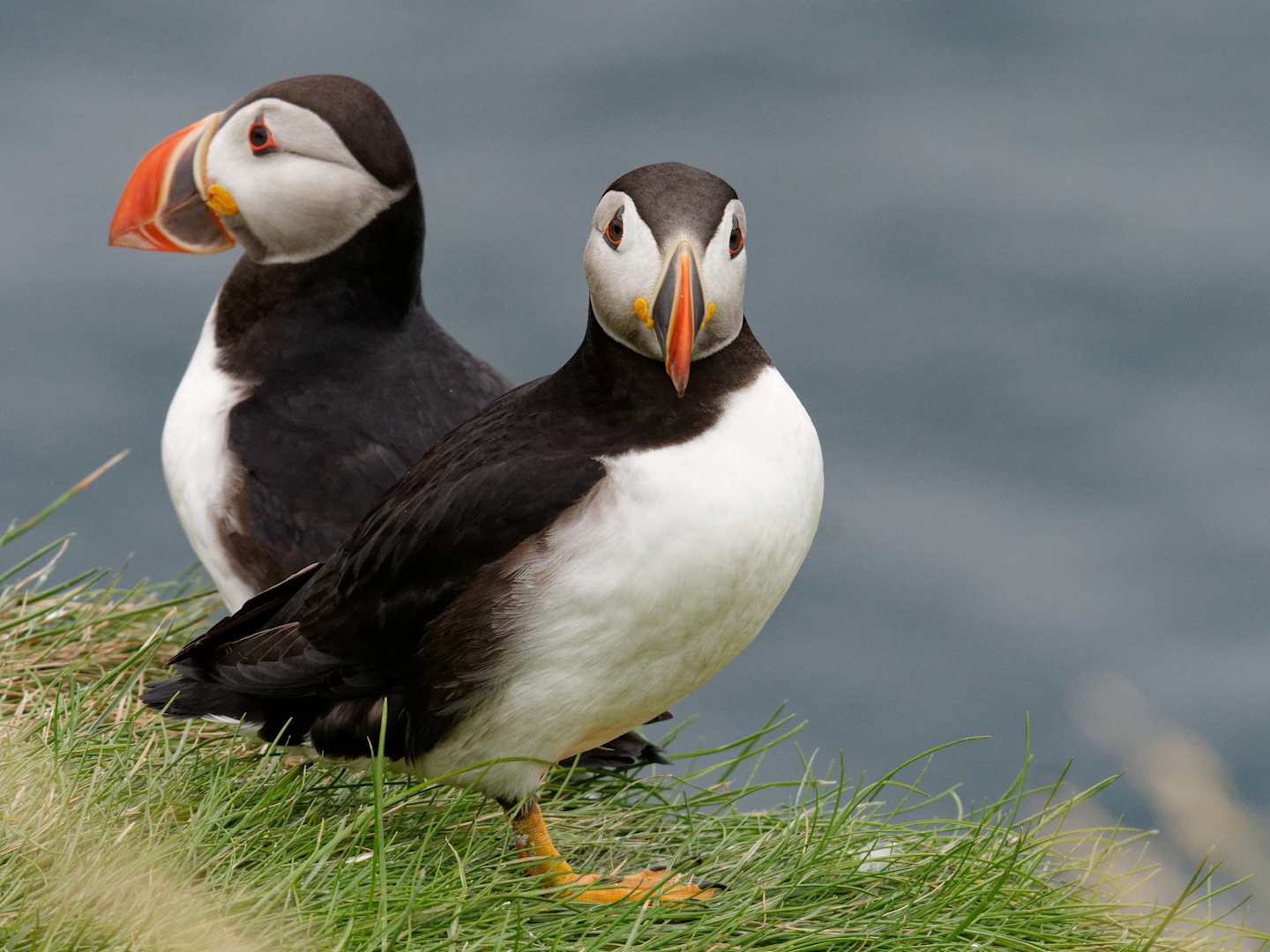 Two puffins standing on the grassy shore, with a cloudy, gray sky in the background.