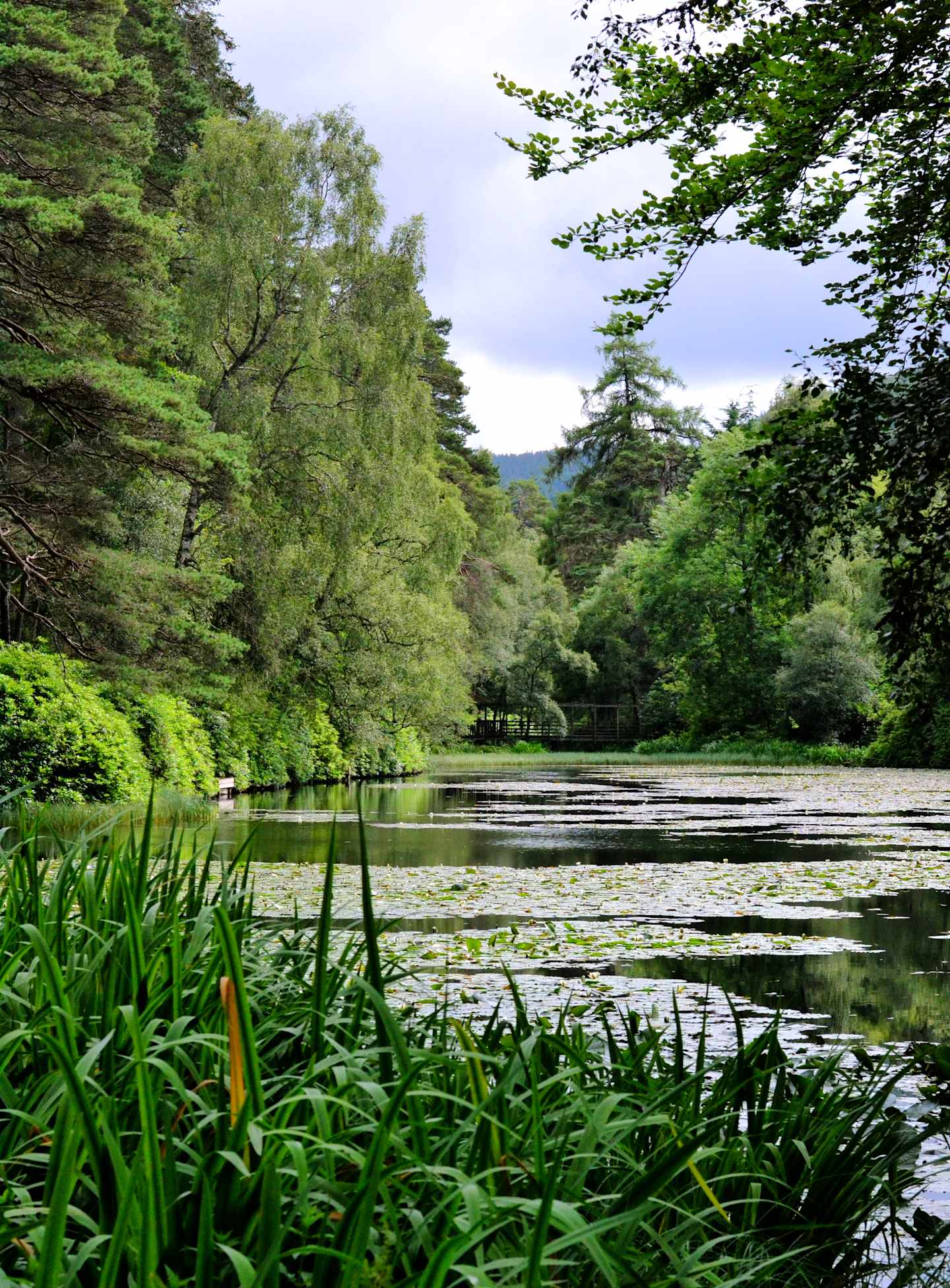 A serene pond surrounded by lush greenery, with tall trees and willows overhanging the water's edge, creating a tranquil and picturesque natural scene.