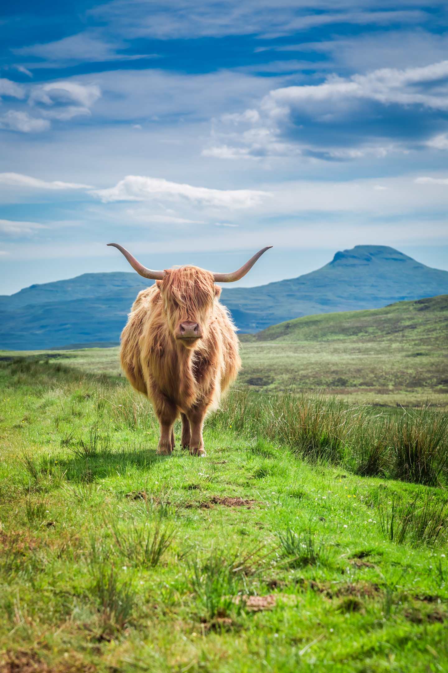 A shaggy, horned Highland cow stands in a lush, grassy field against a backdrop of rolling hills and a vibrant blue sky with wispy clouds.