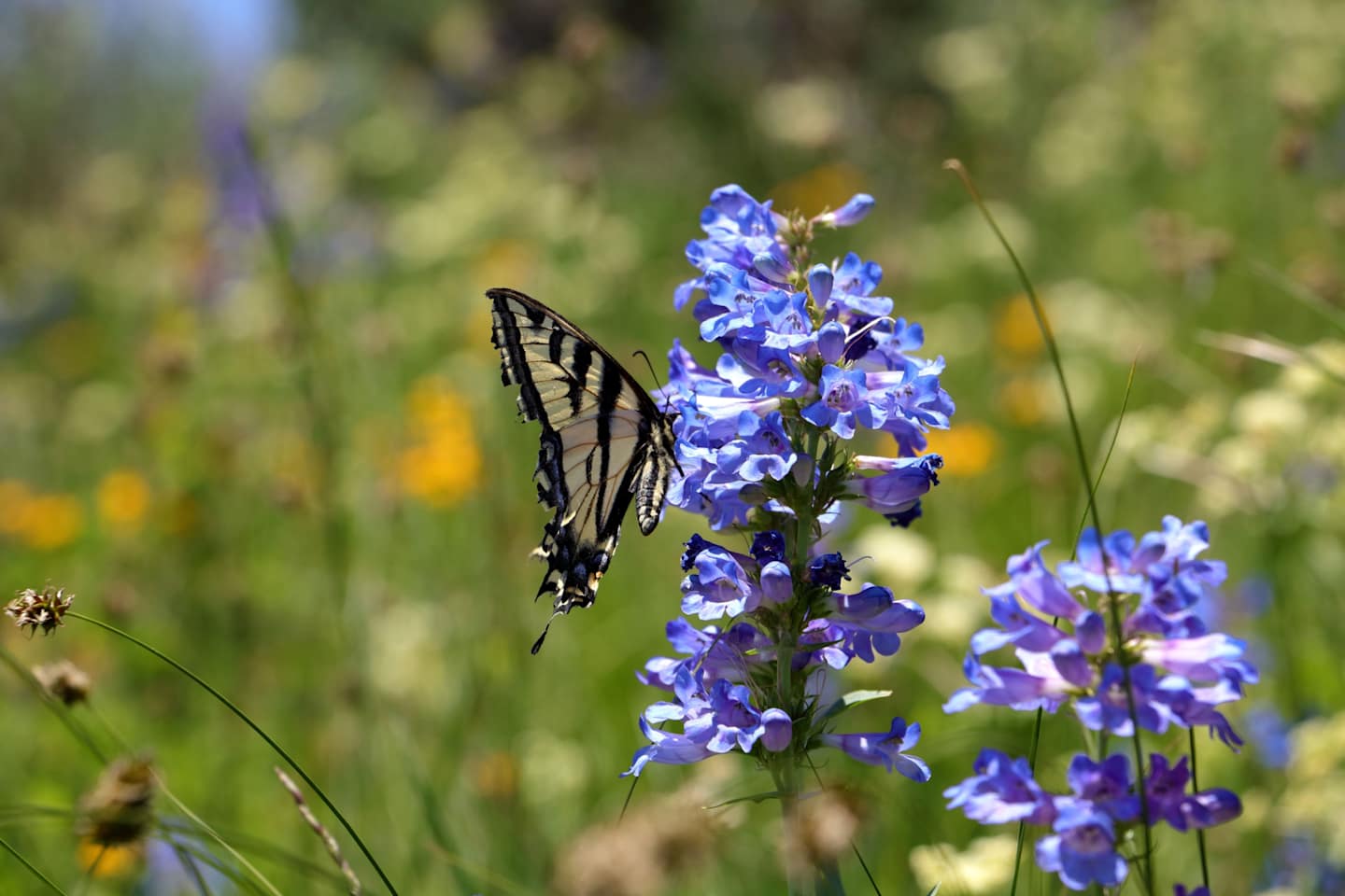 A vibrant butterfly perches on a cluster of delicate purple flowers, set against a blurred natural background.