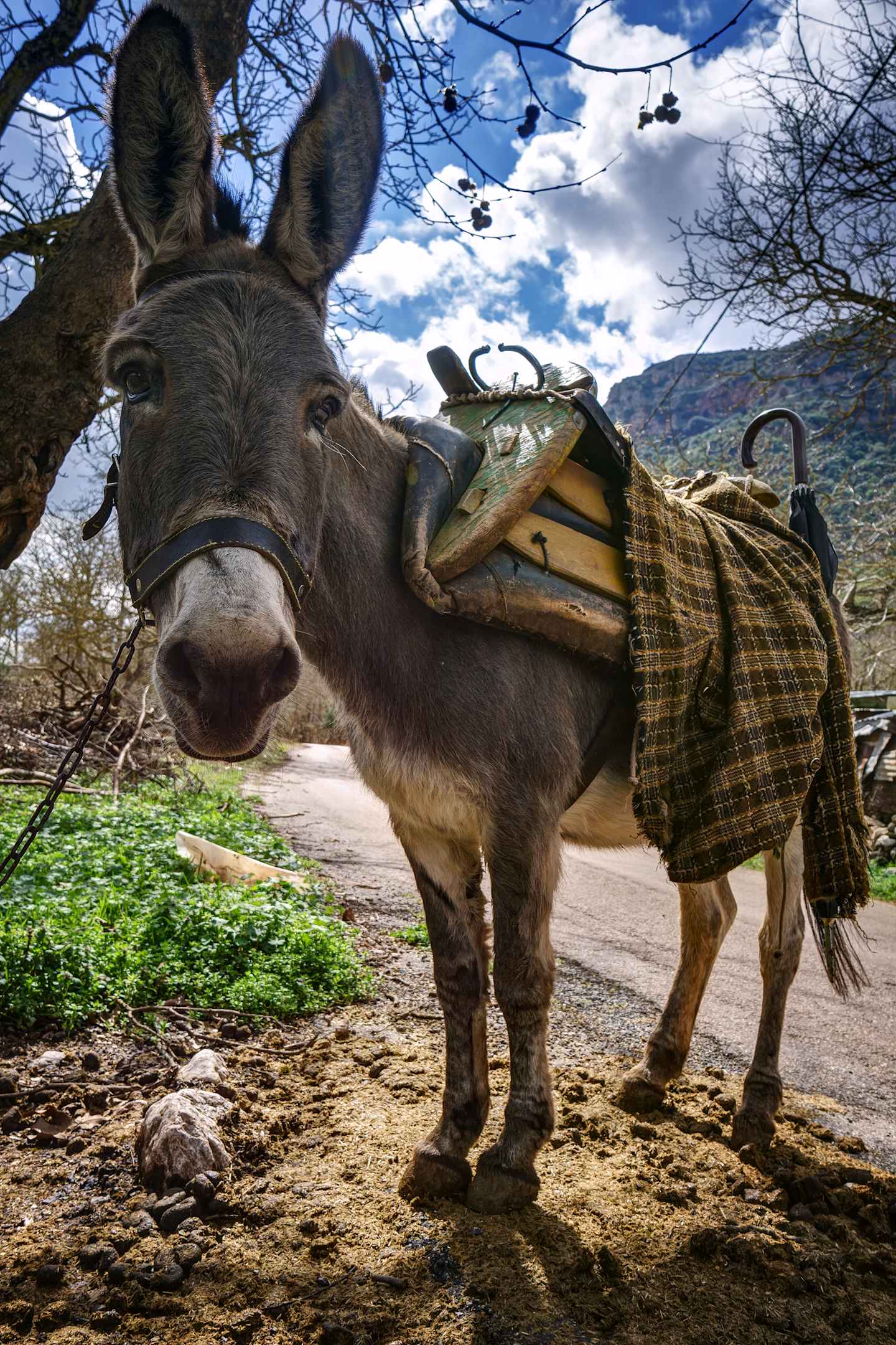 A donkey stands in a grassy field, wearing a saddle and blanket, with a cloudy sky and bare trees in the background.