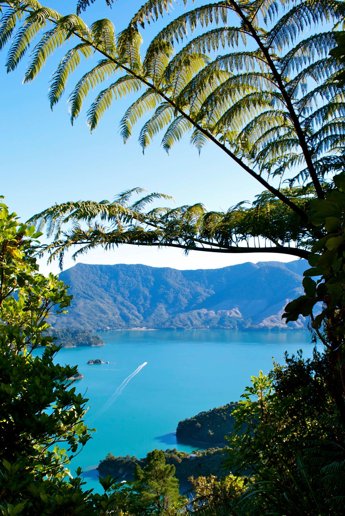 A lush, verdant landscape with towering fern fronds frames a breathtaking vista of a serene, turquoise-hued lake surrounded by rugged, mountainous terrain in the distance.