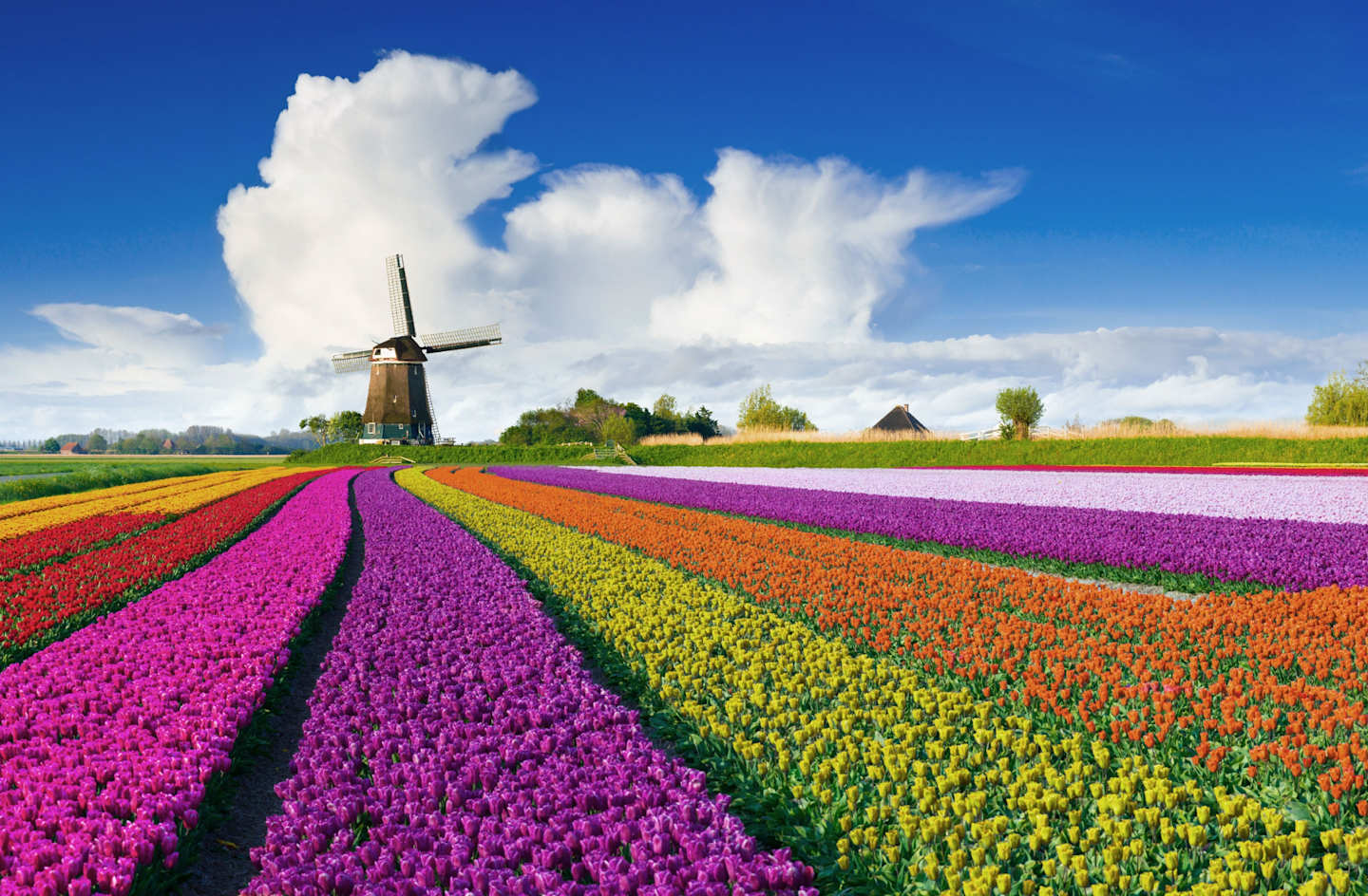 A vibrant and colorful tulip field stretches out in the foreground, with a traditional Dutch windmill standing tall against a backdrop of a bright blue sky and fluffy white clouds.