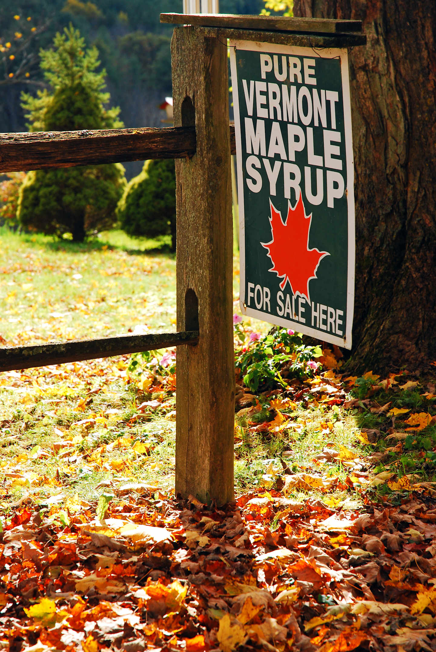 A wooden sign advertising "Pure Vermont Maple Syrup" stands in a scenic autumn landscape, surrounded by fallen leaves and a backdrop of lush greenery.