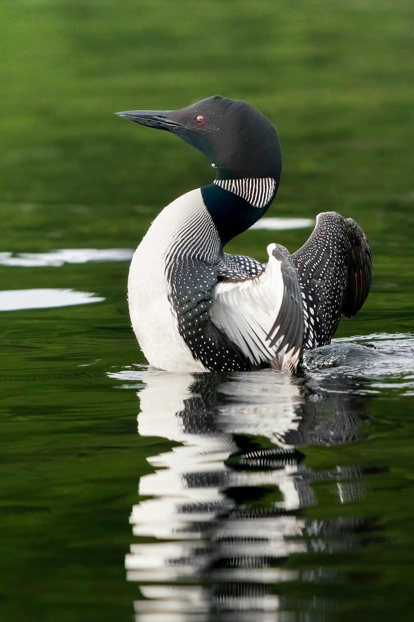 A striking black and white loon swimming in a calm, green-hued body of water, its distinctive markings and graceful movements reflected in the water's surface.