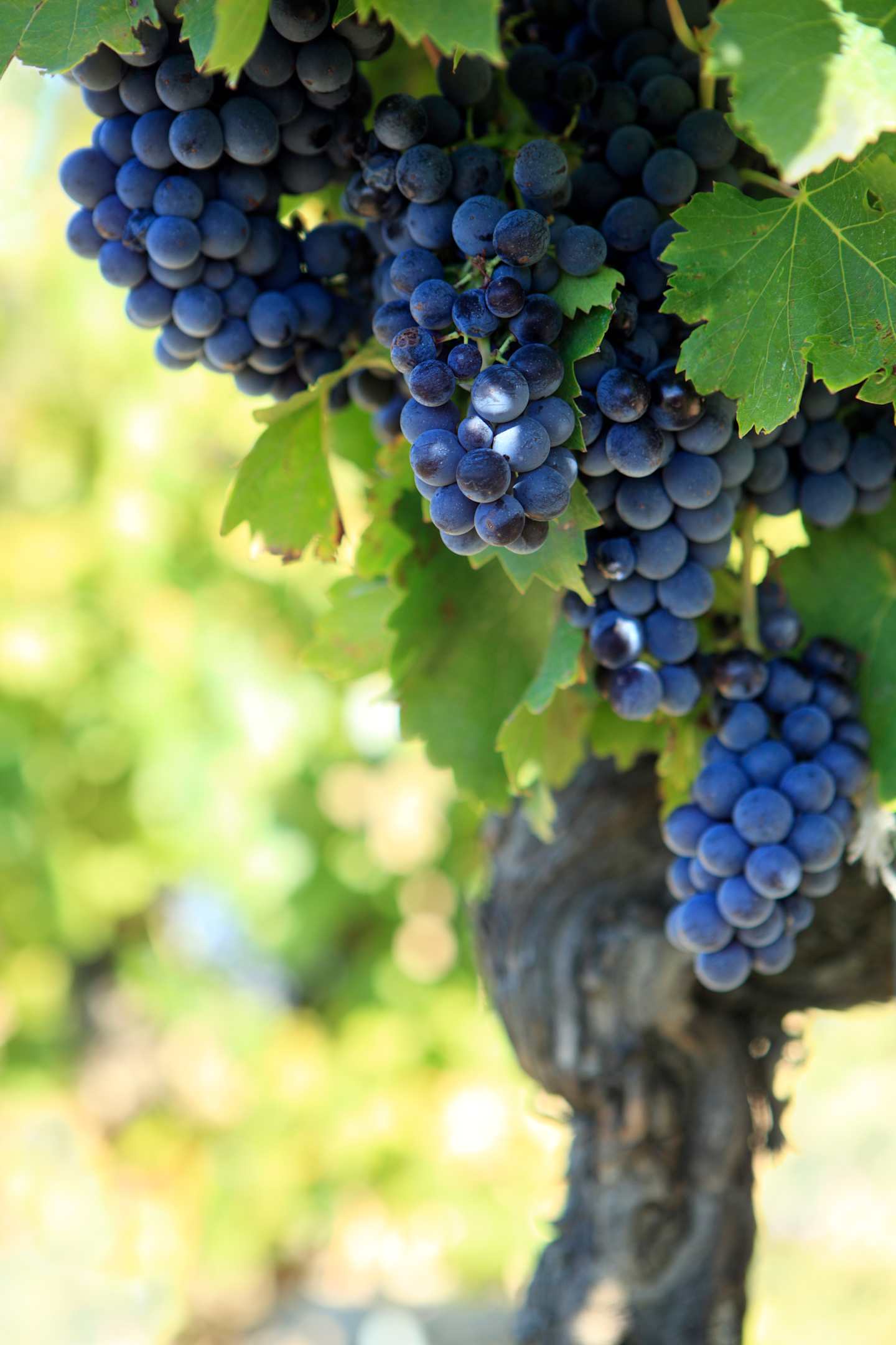 Clusters of ripe, deep blue grapes hang from a grapevine, surrounded by lush green leaves against a blurred natural background.