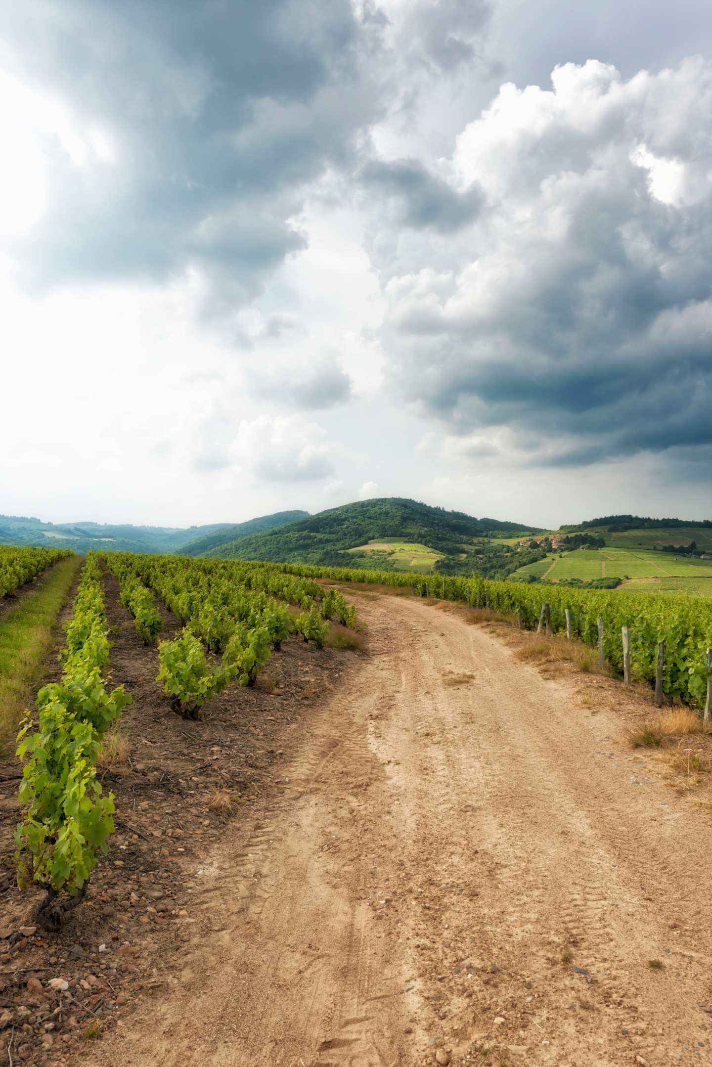 A dirt road winds through a lush, green vineyard, with rolling hills and cloudy skies in the background.