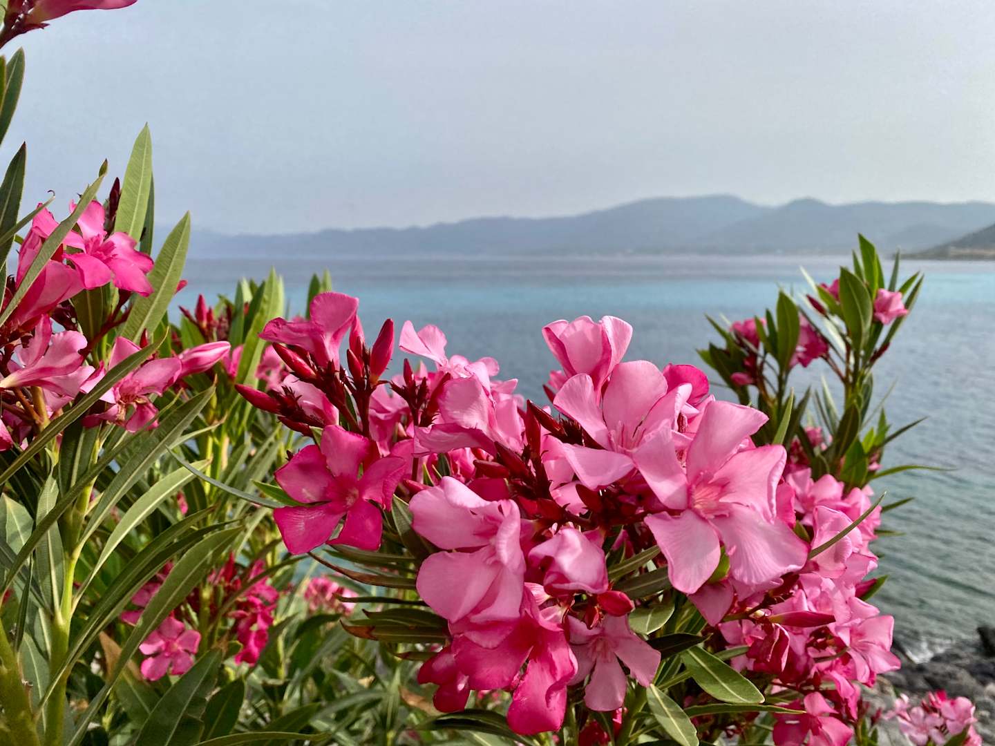 Vibrant pink oleander flowers in the foreground, with a serene blue ocean and distant mountains in the background.