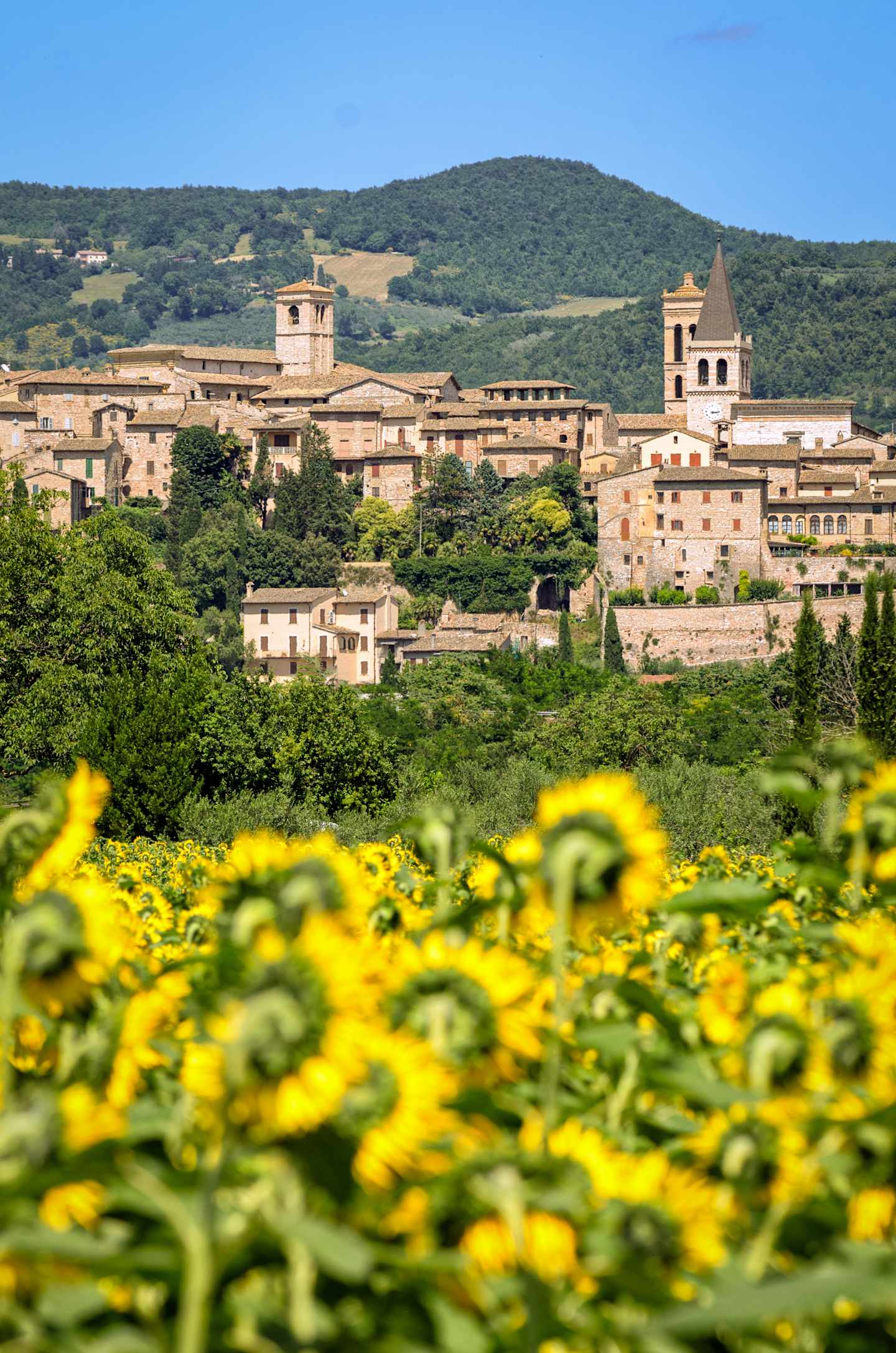 A picturesque Italian village nestled among rolling hills, with a field of vibrant yellow sunflowers in the foreground.