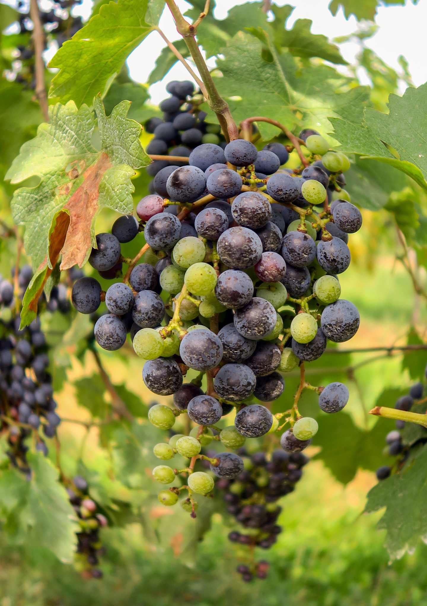 A cluster of ripe, dark purple and green grapes hanging from a vine with lush green leaves in the foreground, set against a blurred natural background.