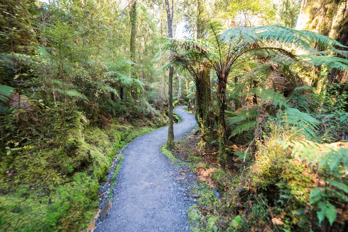 A winding path leads through a lush, verdant forest filled with towering ferns and other vibrant greenery.