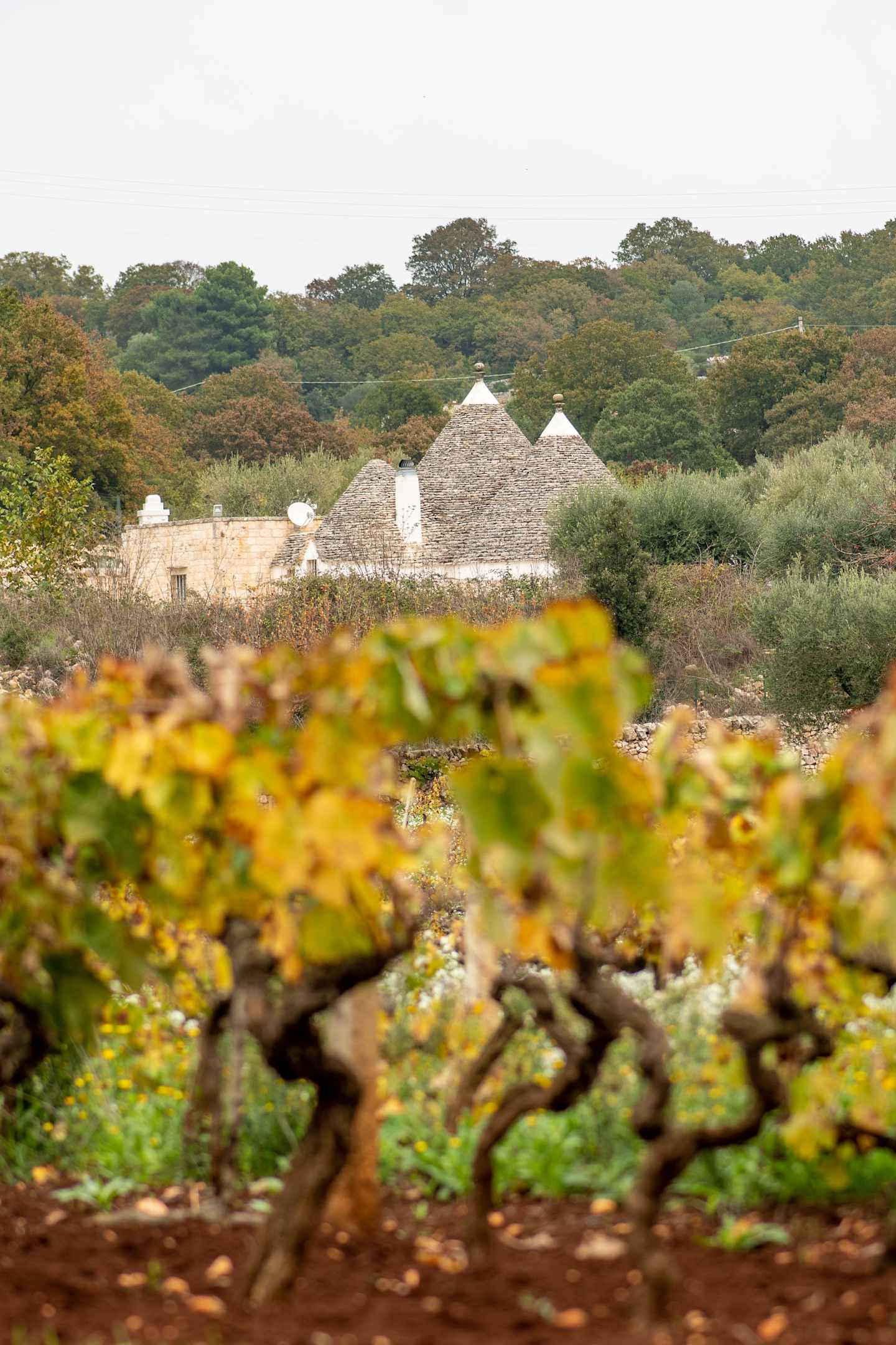 In the foreground, a lush, verdant landscape with twisted, gnarled vines and vibrant foliage frames the view. In the background, a cluster of traditional, conical-roofed structures nestled amidst a verdant, wooded setting creates a picturesque, pastoral scene.