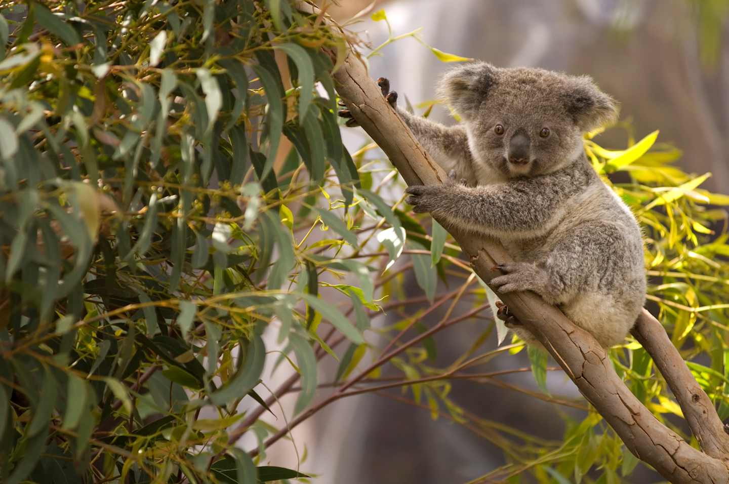 A fluffy koala bear is perched on a tree branch, surrounded by lush green foliage and sunlit leaves.