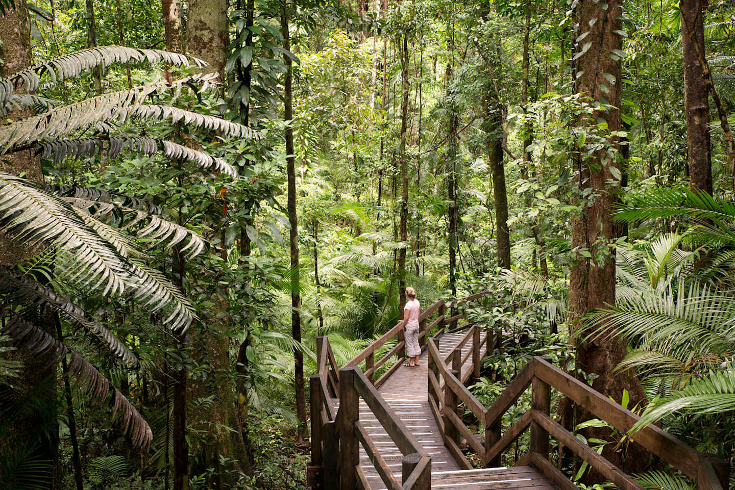 A lush, verdant forest with a wooden walkway leading through the dense foliage, surrounded by towering trees and vibrant ferns.