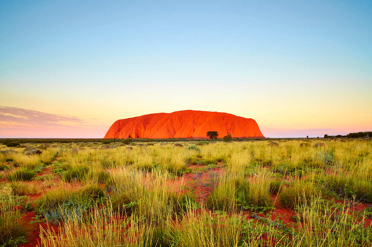 A vast, arid landscape with a towering, iconic red rock formation known as Uluru (or Ayers Rock) in the distance, surrounded by a field of vibrant grasses and wildflowers in the foreground.