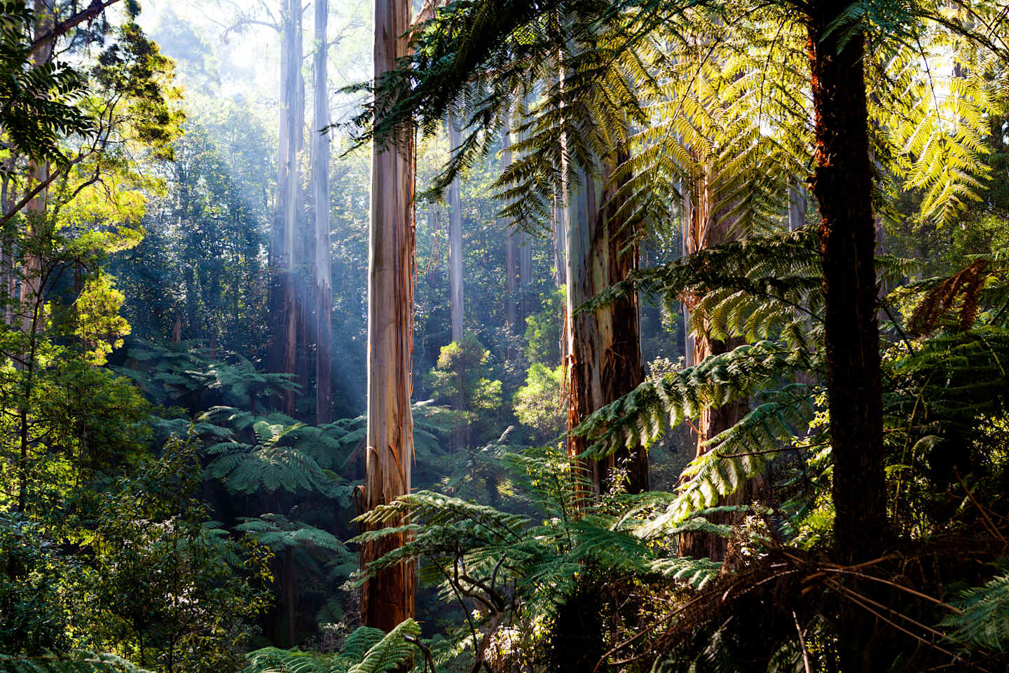 A lush, verdant forest with towering redwood trees, ferns, and sunlight filtering through the canopy, creating a serene and enchanting atmosphere.