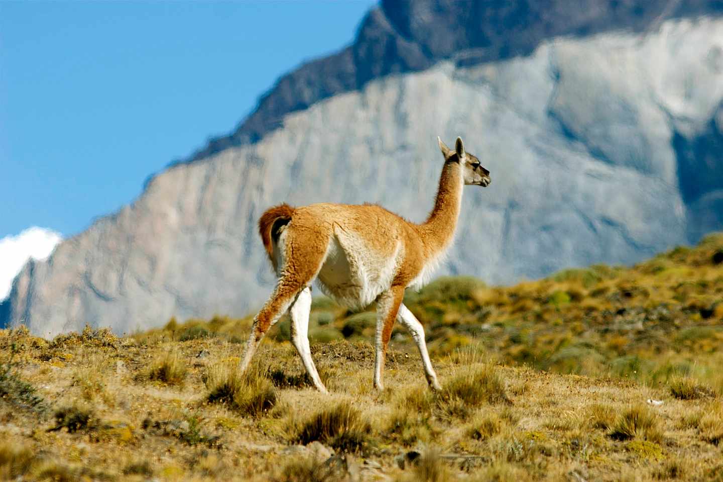 A lone guanaco stands on a grassy slope, with a towering mountain range in the background.