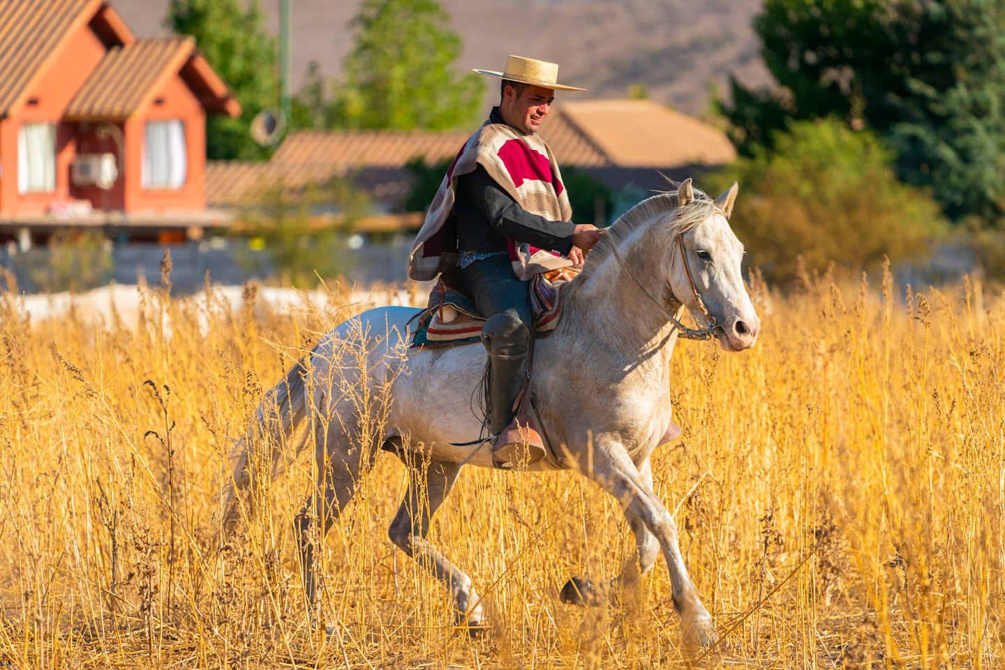 A person in traditional cowboy attire riding a white horse through a field of tall grass, with a rustic building visible in the background.