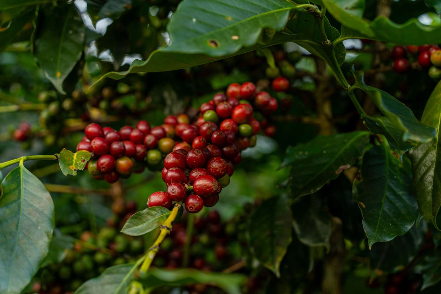 Clusters of ripe, red coffee cherries hang from the lush, green foliage of the coffee plant, set against a backdrop of more leaves and branches.