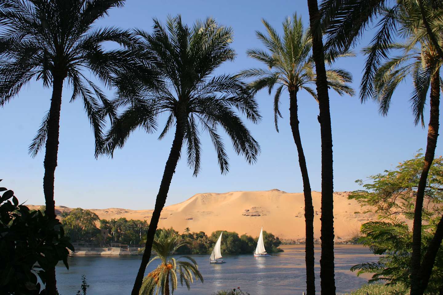 A serene landscape with towering palm trees in the foreground, overlooking a tranquil river with sailboats in the distance, and a desert landscape in the background.