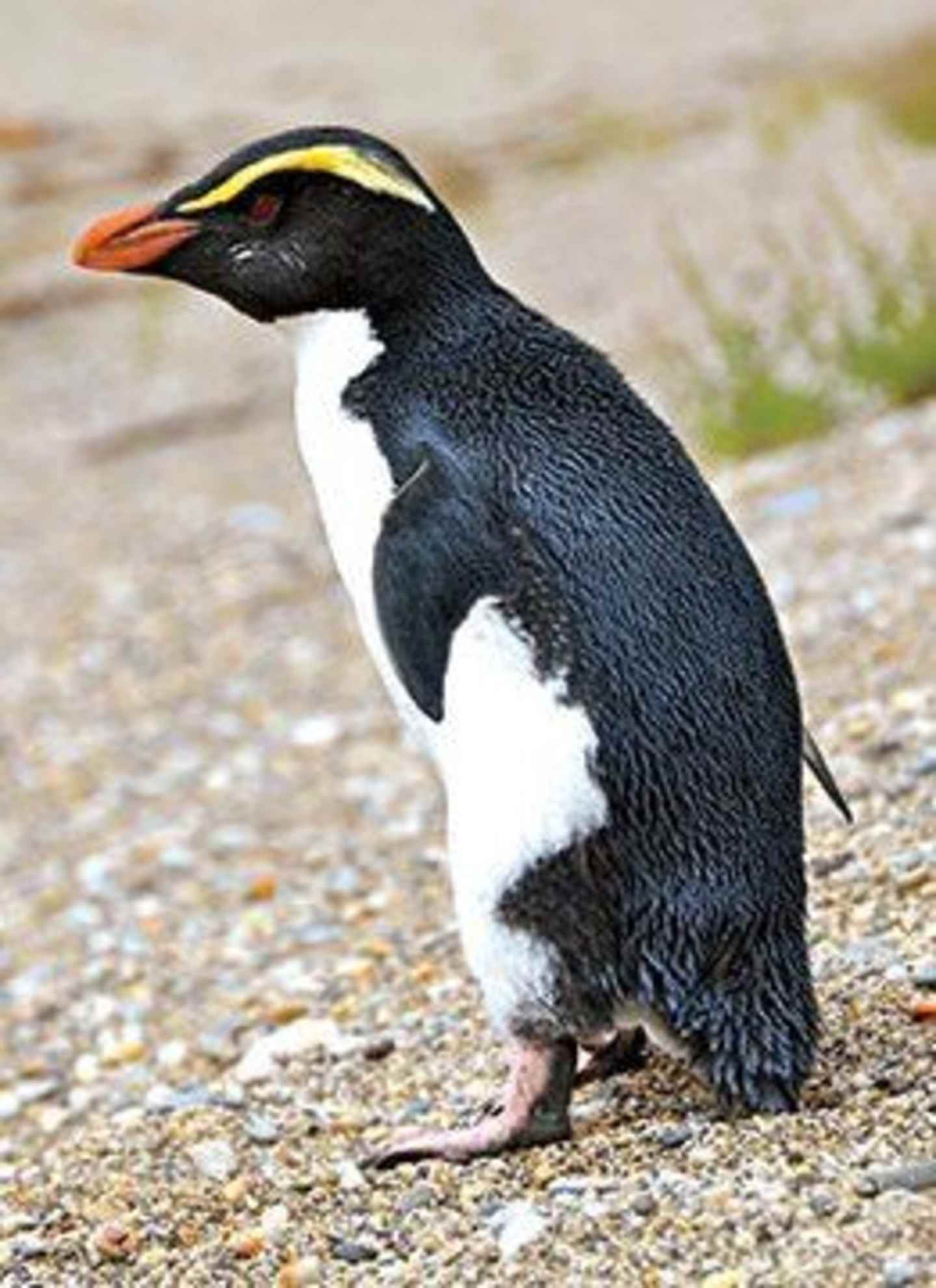 A striking black and white penguin stands on a pebbly beach, with a vibrant yellow beak and a backdrop of lush greenery.