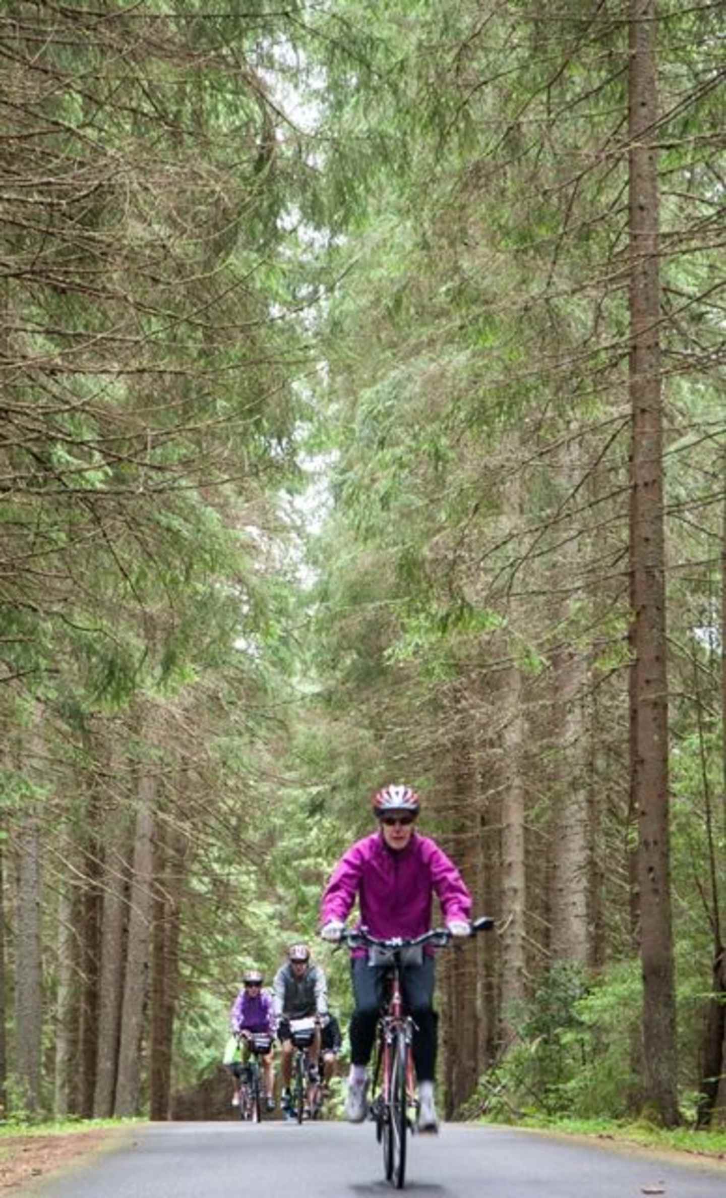 A group of cyclists riding on a paved path through a dense, lush forest, surrounded by tall evergreen trees.