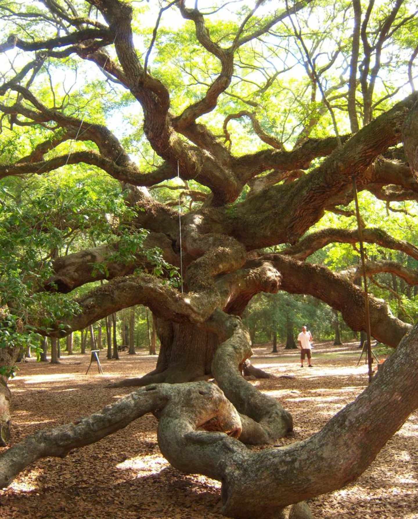 A massive, gnarled oak tree with sprawling branches dominates the foreground, casting a lush, verdant canopy over a park-like setting with people walking in the background.