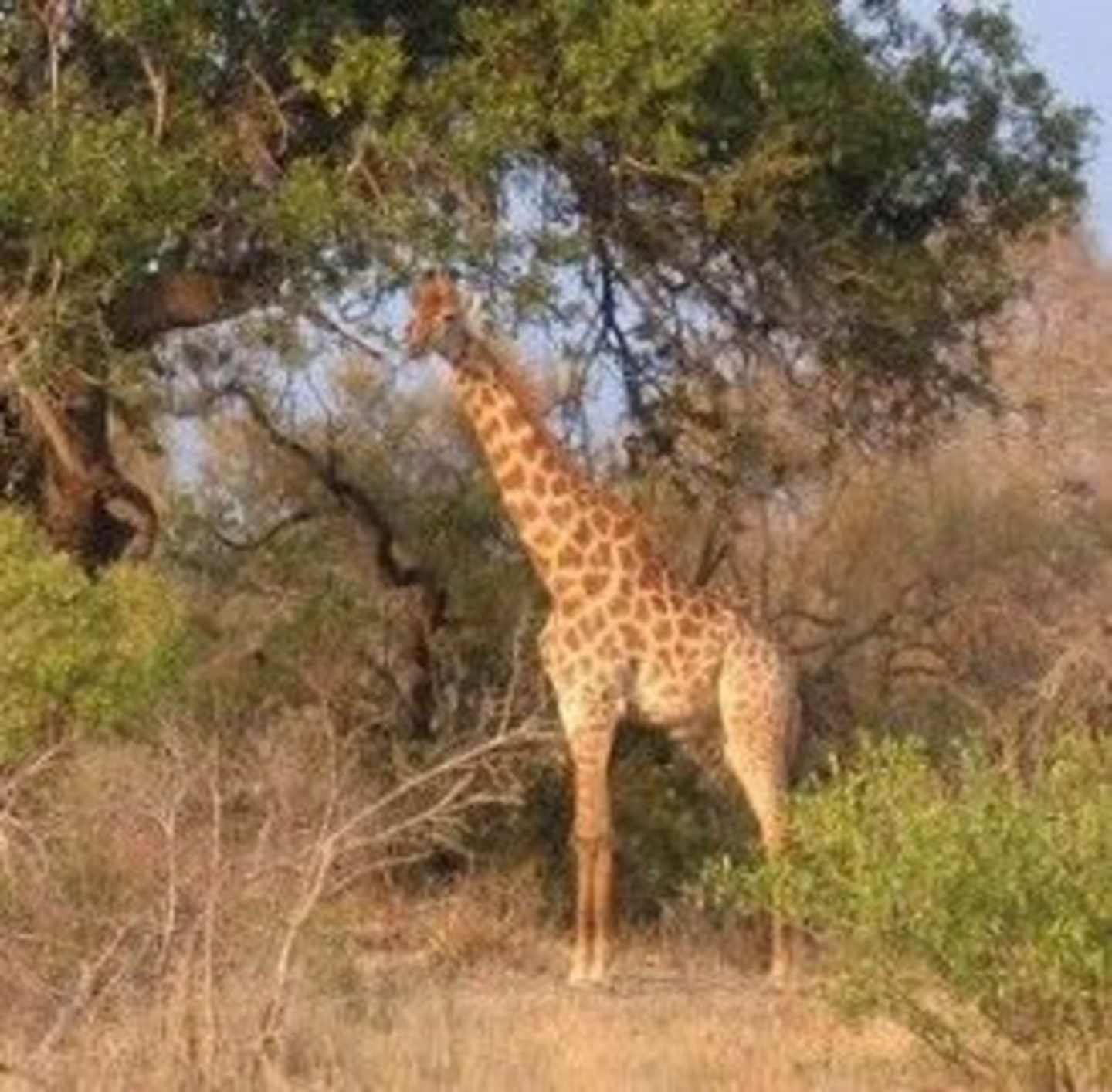 A giraffe stands in a lush, wooded environment, its long neck and spotted coat visible against the backdrop of trees and foliage.