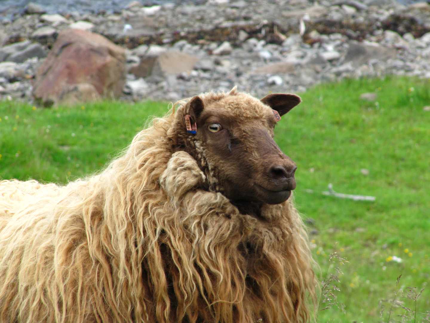 A fluffy brown sheep stands in a grassy field, with a rocky, snowy landscape visible in the background.