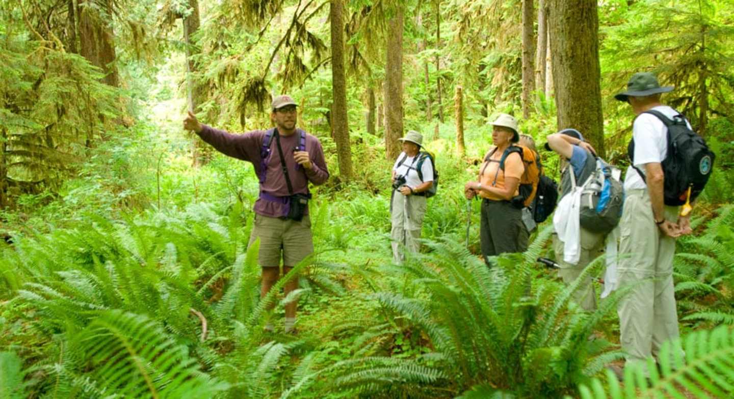 A group of hikers exploring a lush, verdant forest filled with towering trees and abundant ferns in the foreground.