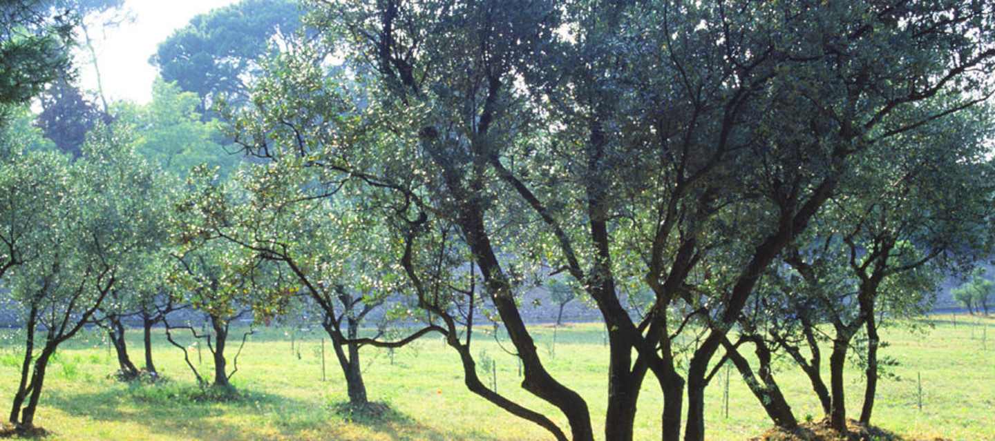 A lush, verdant forest with tall, slender trees casting intricate shadows on the grassy ground below, creating a serene and tranquil atmosphere.