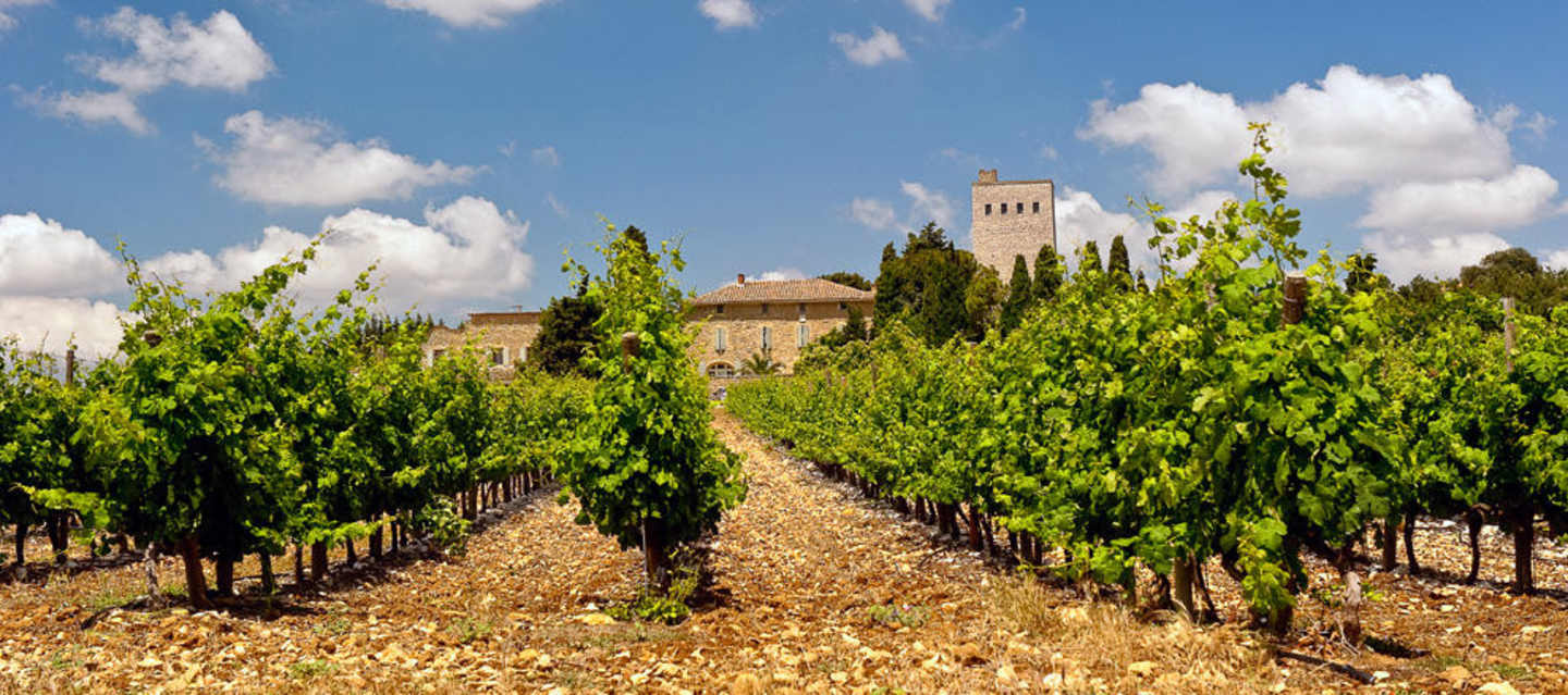 A lush, verdant vineyard stretches out in the foreground, with rows of grapevines leading the eye towards a picturesque building with a tower in the background, set against a backdrop of a blue sky dotted with fluffy white clouds.