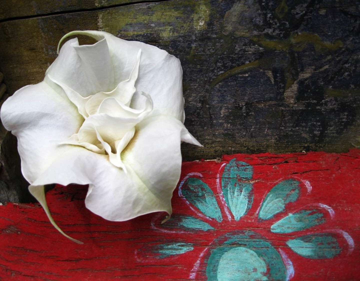 A large, white rose sits atop a vibrant red surface, contrasting with the dark, mossy background.